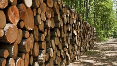 سیگنال مثبت همدان به توسعه صنعت چوب