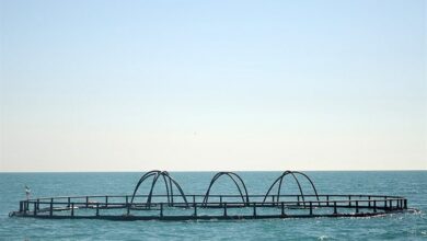 ضرورت رسیدن به ظرفیت 4 میلیون تن پرورش ماهی در قفس