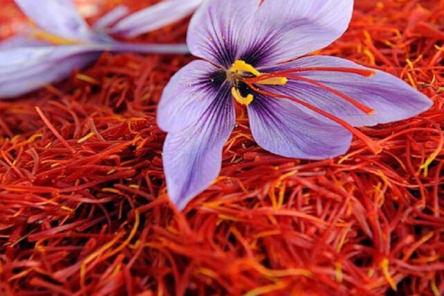 طرح شناسنامهدار شدن زعفران به کجا رسید؟/ رشد تولید و صادرات در ۴ دهه گذشته