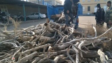 قاچاق چوب و تهدید کویرخراسان/زغالسوزهای مازندان مقصد تاغها