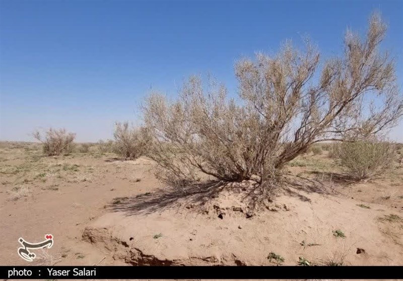 قاچاق چوب و تهدید کویرخراسان/زغالسوزهای مازندان مقصد تاغها