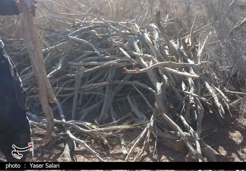 قاچاق چوب و تهدید کویرخراسان/زغالسوزهای مازندان مقصد تاغها