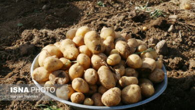 قیمت سیب زمینیهای واردتی چند؟