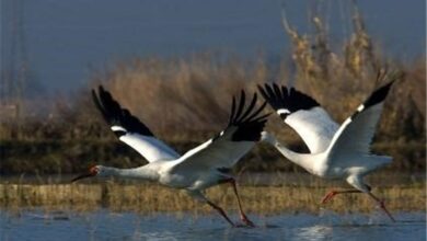 مادر درنای سیبری مازندران درگذشت