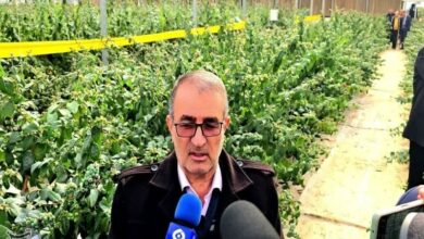 محصولات گلخانهای ومرغداری کهگیلویه وبویراحمد توسعه مییابد