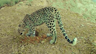 مشاهده یک قلاده یوز پلنگ در سی سخت