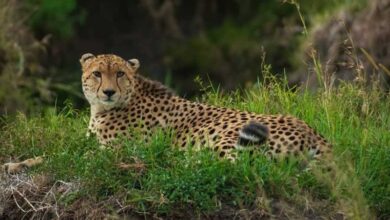 مشاهدۀ 3 پلنگ در زیستگاه سفیدکوه لرستان