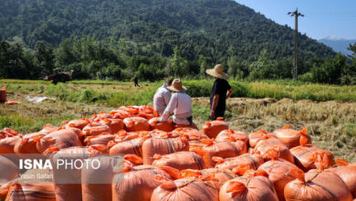 مشخص شدن میزان دقیق عرضه و تولید برنج/ باید به ذائقه و نیاز نقاط مختلف کشور توجه شود