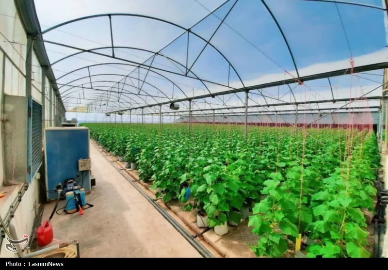 مشکل گلخانههای روستای نمونه اصفهان؛ مجوز دادند، برق ندادند
