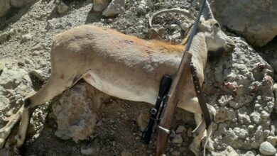 نصب 7 دوربین هوشمند در مناطق حفاظت شده استان مرکزی