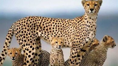 پلنگ مادر و تولههایش در منطقه شکار ممنوع سوادکوه+فیلم