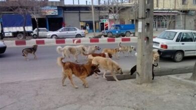 پنجه سگهای ولگرد بر امنیت روانی/ دغدغهای که بحران شد!