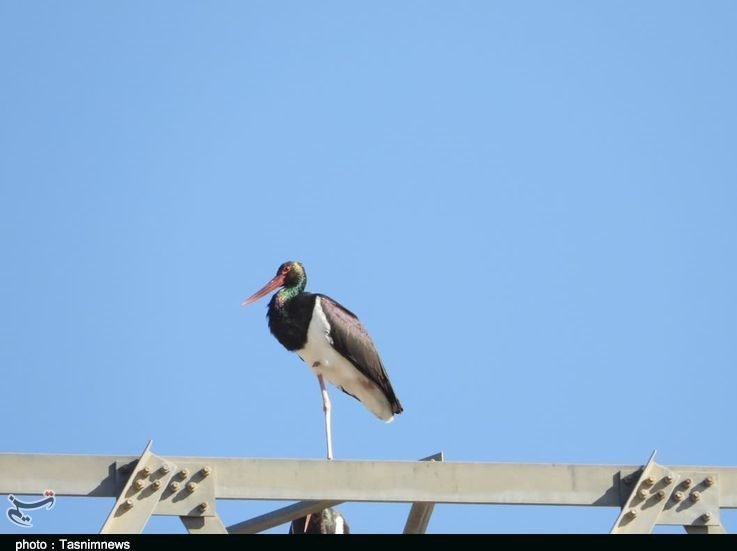 استان لرستان , سازمان محیط زیست , پایش و نظارت در محیط زیست ,