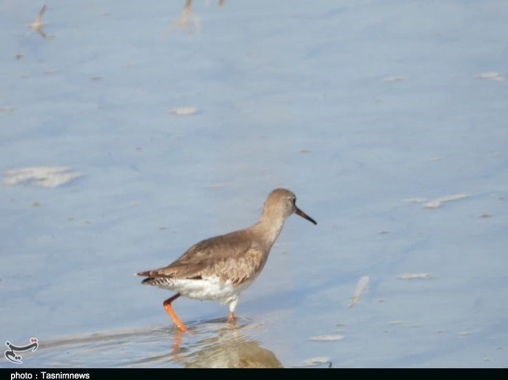 استان لرستان , سازمان محیط زیست , پایش و نظارت در محیط زیست ,