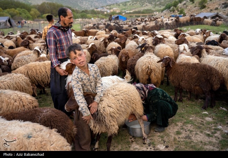 چالشها و دغدغههای عشایر/ افزایش سهمیه سوخت به نتیجه نرسید