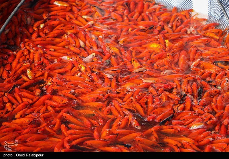 چرا نباید ماهیان قرمز را در منابع آبی رهاسازی کرد؟