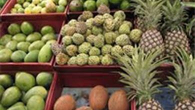 چه محصولات گرمسیری به ایران وارد میشود؟ /خودکفایی در صورت تامین اعتبار