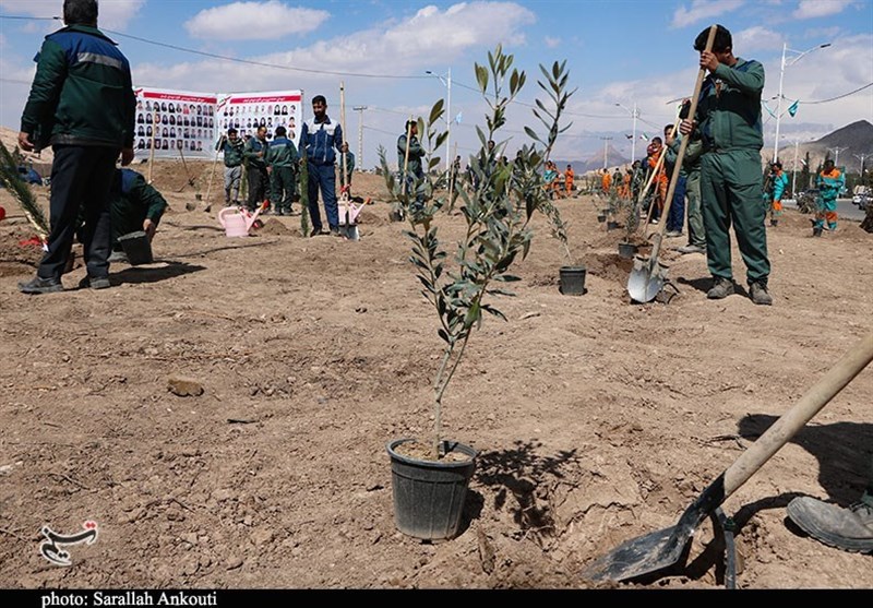 کاشت 17 هزار اصله نهال و بذر در عرصههای منابع طبیعی فارس