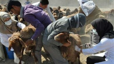 کاهش 50 درصدی بیماریهای دام و 40 درصدی تب مالت در همدان