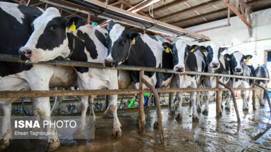 کاهش تورم در مرغداریها و گاوداریهای صنعتی