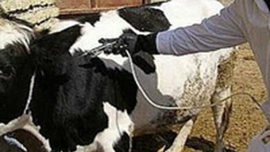 کاهش کانونهای تب برفکی نسبت به سال گذشته/ به اخبار غیر رسمی توجه نکنید