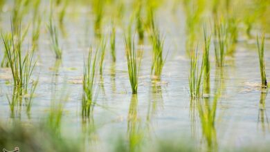 کشت برنج در خراسان شمالی ممنوع نیست