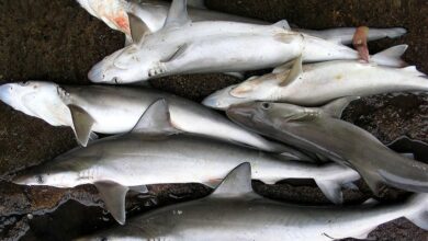 کشف 10 قطعه کوسه ماهی در سیستان و بلوچستان