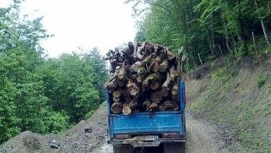 کشف 24 تن چوب و زغال قاچاق در چهارمحال و بختیاری