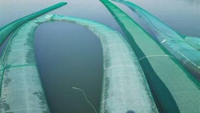 کشف 660 هزار لیتر سوخت قاچاق در خلیج فارس