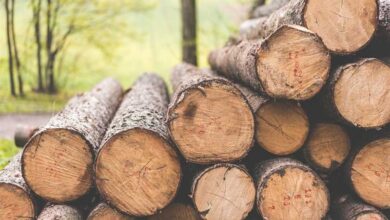 کشف یک تن چوب ارس جنگلی قاچاق در راز و جرگلان