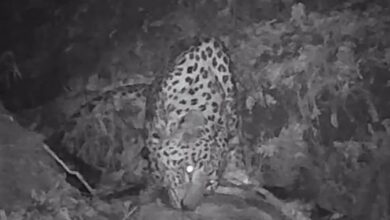 گشتزنی پلنگ در ارتفاعات گیلان + تصویر