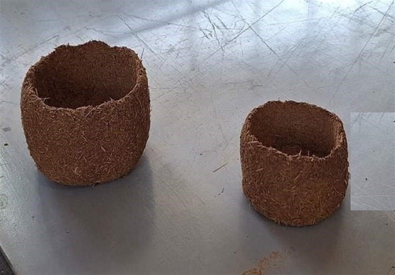 «گلدانهای زیستتخریبپذیر» تولید خلاقانه از ضایعات نخل!