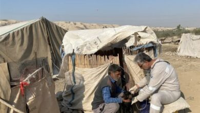 2000 رأس دام در دشتستان علیه تب برفکی واکسینه شد