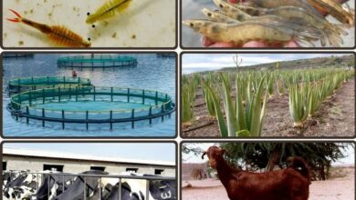 احداث بزرگترین سایت پرورش میگو در قشم