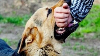 افزایش حیوانگزیدگی در سیستان و بلوچستان