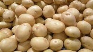 بازار خالی و دپوی 40درصد سیبزمینی تولیدی اردبیل در انبارها!