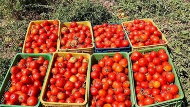 برداشت روزانه 6 هزار تن گوجهفرنگی از مزارع بوشهر