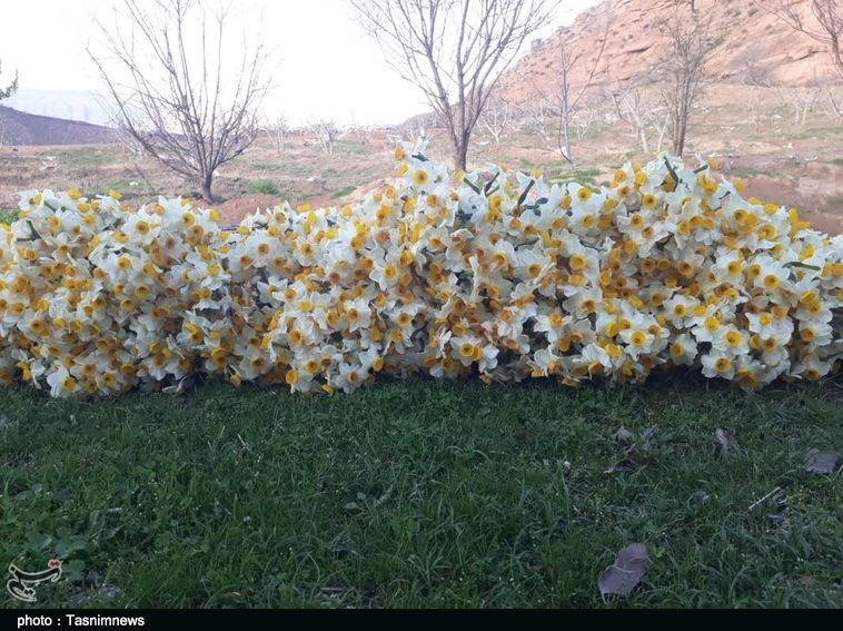 استان لرستان , کشاورزی , پلدختر ,