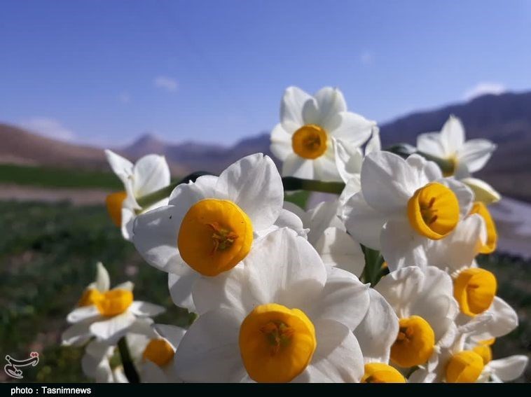 استان لرستان , کشاورزی , پلدختر ,