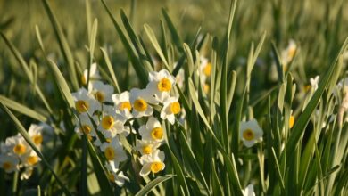 تولید 18 میلیون شاخه گل نرگس در لرستان