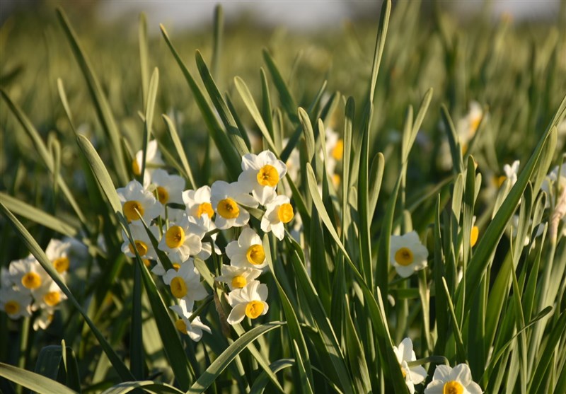 تولید 18 میلیون شاخه گل نرگس در لرستان