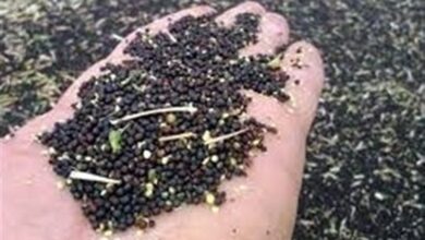 تولید بذر کلزای زمستانی در اردبیل