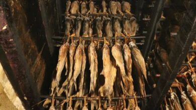 تولید سالانه 30 تن ماهی دودی در استان اردبیل