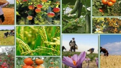 صادرات 189 هزار تن محصولات کشاورزی استان بوشهر