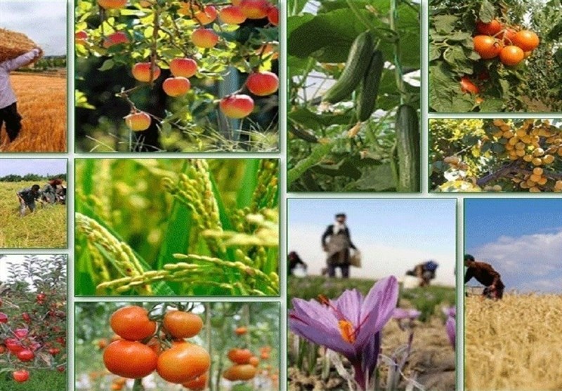 صادرات 189 هزار تن محصولات کشاورزی استان بوشهر