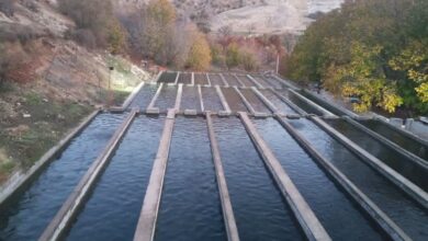 هدفگذاری تولید 50 هزار تن ماهیان سردابی در لرستان