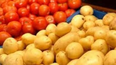 واردات سیب زمینی به قم آغاز شد؛ کاهش قیمتها از هفته آینده