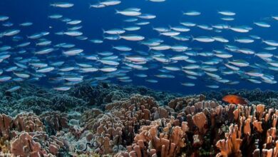 کشف گونه جدید ماهی در خلیج فارس + عکس