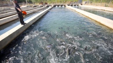 خاکی: زنجیره اقتصادی آبزیپروری به همکاری بخش خصوصی نیاز دارد / اخبار لرستان - اخبار استانها