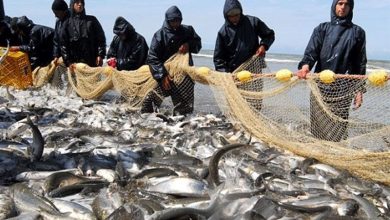 سهم یک درصدی ایران از تولیدات آبزیپروری قاره آسیا / اخبار لرستان - اخبار استانها